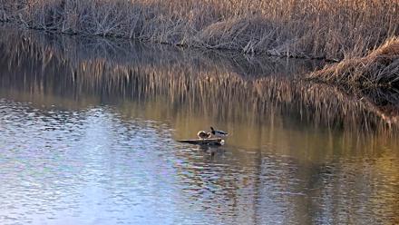 Midpeninsula Regional Open Space Live Webcam - Jan 18, 2026, 3:58pm PST