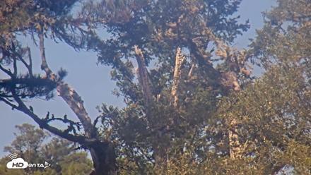 Midpeninsula Regional Open Space Live Webcam - Sep 13, 2026, 11:40am PDT