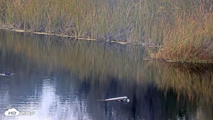 Midpeninsula Regional Open Space Live Webcam - Oct 20, 2026, 4:01pm PDT