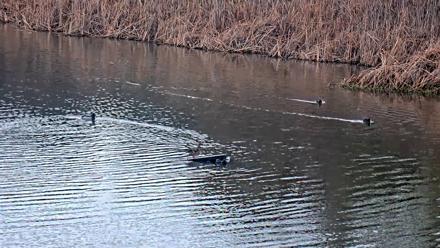 Midpeninsula Regional Open Space Live Webcam - Jan 8, 2026, 7:38am PST