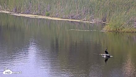 Midpeninsula Regional Open Space Live Webcam - Jun 19, 2026, 6:21pm PDT