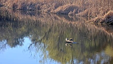 Midpeninsula Regional Open Space Live Webcam - Feb 4, 2026, 3:58pm PST