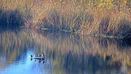 Midpeninsula Regional Open Space Live Webcam - Nov 2, 2025, 3:25pm PST