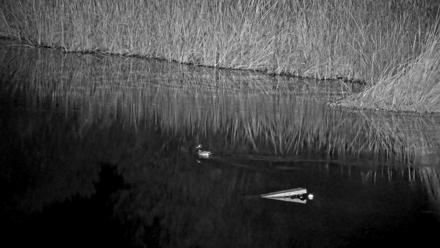 Midpeninsula Regional Open Space Live Webcam - Nov 29, 2025, 5:31am PST