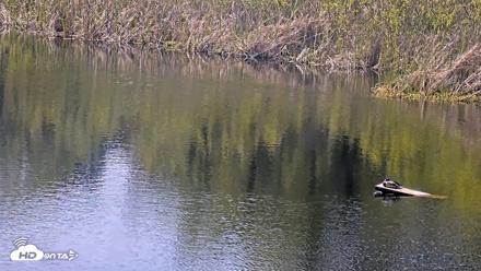 Midpeninsula Regional Open Space Live Webcam - Apr 19, 2026, 3:04pm PDT