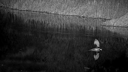 Midpeninsula Regional Open Space Live Webcam - Mar 1, 2026, 4:19am PST