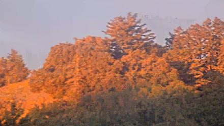 Midpeninsula Regional Open Space Live Webcam - Jan 17, 2026, 7:26am PST