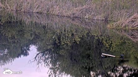 Midpeninsula Regional Open Space Live Webcam - Apr 18, 2026, 7:47pm PDT