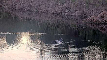 Midpeninsula Regional Open Space Live Webcam - Mar 21, 2026, 7:19pm PDT