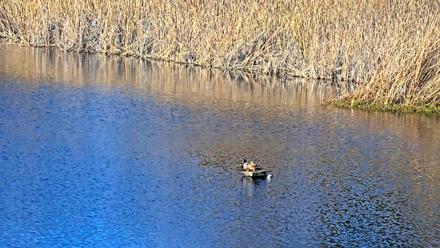 Midpeninsula Regional Open Space Live Webcam - Dec 6, 2025, 10:22am PST