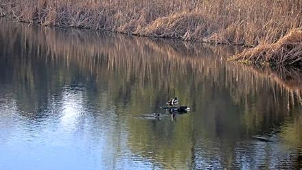 Midpeninsula Regional Open Space Live Webcam - Feb 7, 2026, 4:30pm PST