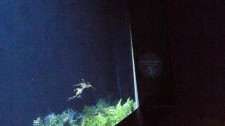 Birch Aquarium Seadragons Live Webcam - Nov 8, 2025, 5:36pm PST