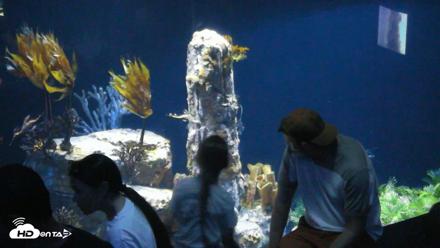 Birch Aquarium Seadragons Live Webcam - Oct 11, 2026, 3:45pm PDT