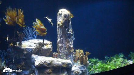 Birch Aquarium Seadragons Live Webcam - Aug 15, 2026, 8:35am PDT