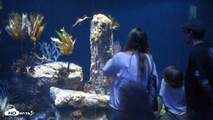 Birch Aquarium Seadragons Live Webcam - Aug 1, 2026, 4:31pm PDT