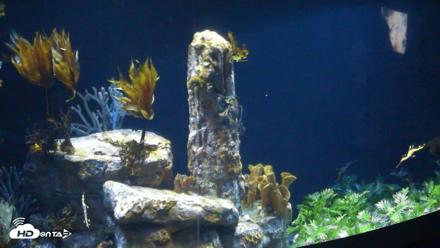 Birch Aquarium Seadragons Live Webcam - Sep 7, 2026, 10:28am PDT