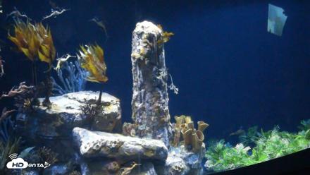 Birch Aquarium Seadragons Live Webcam - Oct 12, 2026, 4:04pm PDT