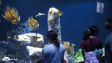 Birch Aquarium Seadragons Live Webcam - Sep 7, 2026, 10:30am PDT