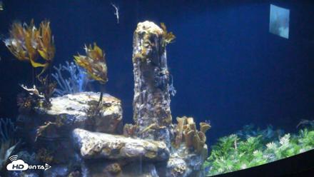 Birch Aquarium Seadragons Live Webcam - Sep 24, 2026, 1:40pm PDT