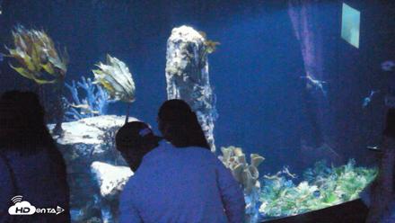 Birch Aquarium Seadragons Live Webcam - Oct 22, 2026, 7:37pm PDT