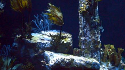 Birch Aquarium Seadragons Live Webcam - Jan 18, 2026, 6:49pm PST
