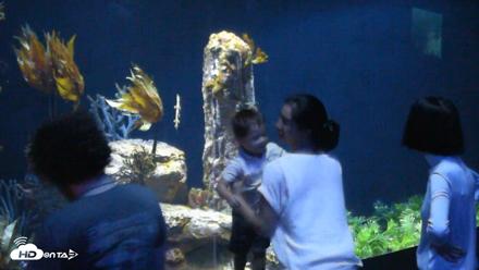 Birch Aquarium Seadragons Live Webcam - Aug 3, 2026, 11:50am PDT