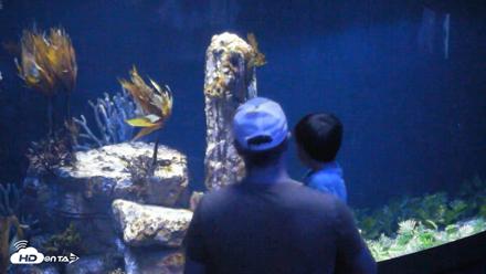 Birch Aquarium Seadragons Live Webcam - Jul 16, 2026, 3:06pm PDT