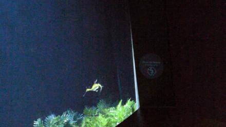 Birch Aquarium Seadragons Live Webcam - Nov 8, 2025, 5:41pm PST