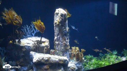Birch Aquarium Seadragons Live Webcam - Aug 14, 2026, 3:09pm PDT