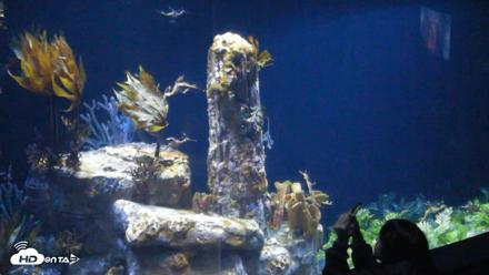 Birch Aquarium Seadragons Live Webcam - Sep 24, 2026, 1:40pm PDT