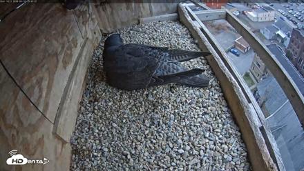 Utica Falcons Nest Box Live Webcam - Apr 10, 2026, 1:42pm EDT