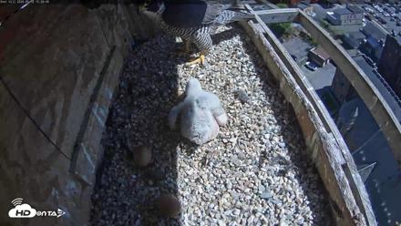 Utica Falcons Nest Box Live Webcam - May 12, 2026, 3:21pm EDT