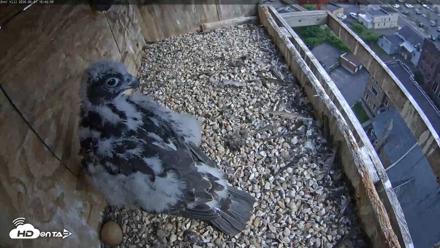 Utica Falcons Nest Box Live Webcam - Jun 1, 2026, 4:47pm EDT