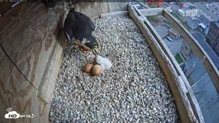 Utica Falcons Nest Box Live Webcam - Apr 30, 2026, 5:22pm EDT