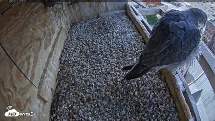 Utica Falcons Nest Box Live Webcam - Sep 12, 2026, 10:56am EDT