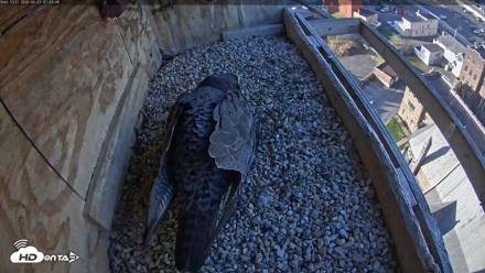 Utica Falcons Nest Box Live Webcam - Apr 23, 2026, 7:24am EDT