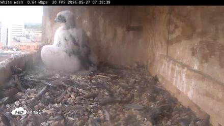 Utica Falcons Nest Box Live Webcam - May 27, 2026, 7:39am EDT