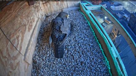 Utica Falcons Nest Box Live Webcam - Mar 27, 2026, 7:42pm EDT