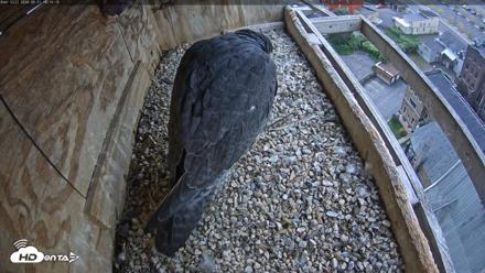 Utica Falcons Nest Box Live Webcam - Sep 21, 2026, 6:15pm EDT
