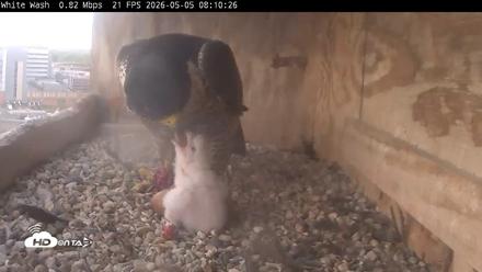 Utica Falcons Nest Box Live Webcam - May 5, 2026, 8:11am EDT