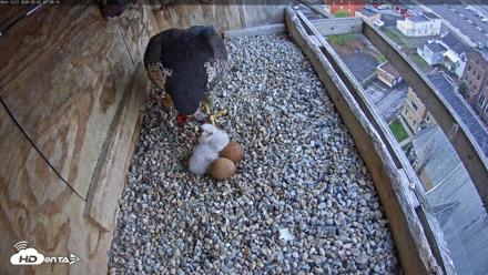 Utica Falcons Nest Box Live Webcam - May 2, 2026, 7:39am EDT