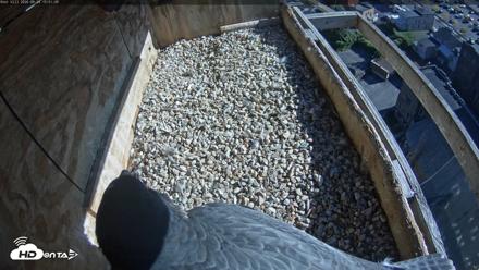 Utica Falcons Nest Box Live Webcam - Sep 24, 2026, 3:52pm EDT
