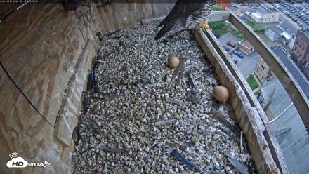 Utica Falcons Nest Box Live Webcam - May 19, 2026, 9:48am EDT