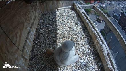 Utica Falcons Nest Box Live Webcam - May 15, 2026, 3:14pm EDT