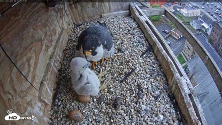 Utica Falcons Nest Box Live Webcam - May 14, 2026, 7:46am EDT