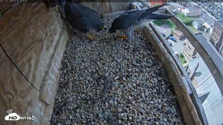 Utica Falcons Nest Box Live Webcam - Jul 7, 2026, 10:17am EDT