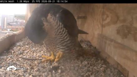 Utica Falcons Nest Box Live Webcam - Sep 21, 2026, 6:15pm EDT