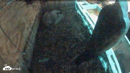 Utica Falcons Nest Box Live Webcam - May 27, 2026, 9:25pm EDT