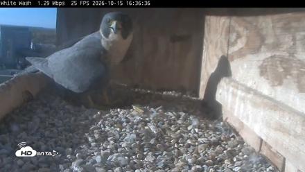Utica Falcons Nest Box Live Webcam - Oct 15, 2026, 4:38pm EDT
