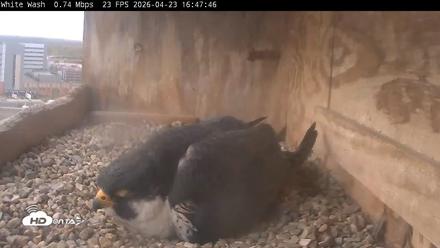 Utica Falcons Nest Box Live Webcam - Apr 23, 2026, 4:48pm EDT
